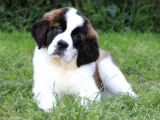 St Bernard Bethowan Yavrular