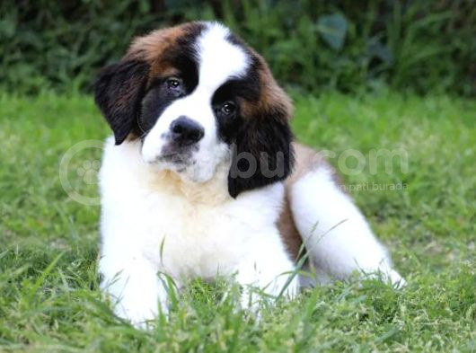 St Bernard Bethowan Yavrular görsel