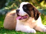 St bernard bethowan yavrular
