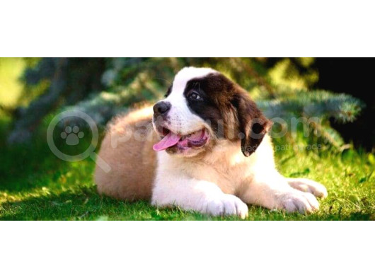 St Bernard Bethowan Yavrular