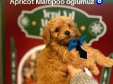 APRİCOT MALTİPOO YAVRULAR