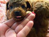 İzmir Minyatür Poodle Yavrularım