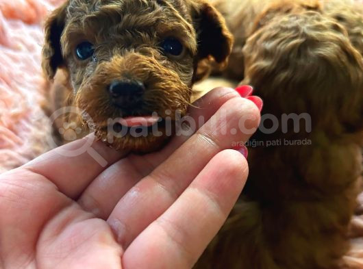 İzmir Minyatür Poodle Yavrularım görsel