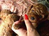 İzmir Minyatür poodle yavrularım