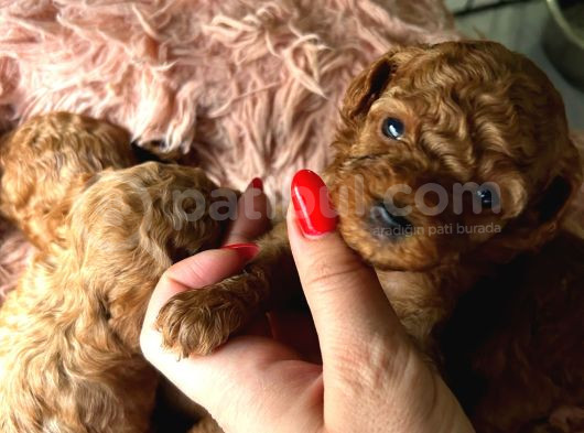 İzmir Minyatür Poodle Yavrularım