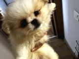 Üç Sevimli Ve Güzel Pomeranian Yavru