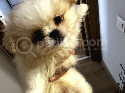 Üç Sevimli Ve Güzel Pomeranian Yavru görsel
