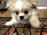 Üç Sevimli Ve Güzel Pomeranian Yavru