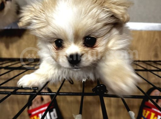 Üç Sevimli Ve Güzel Pomeranian Yavru görsel