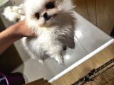 Üç Sevimli Ve Güzel Pomeranian Yavru
