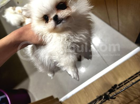 Üç Sevimli Ve Güzel Pomeranian Yavru görsel