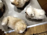 Üç Sevimli Ve Güzel Pomeranian Yavru