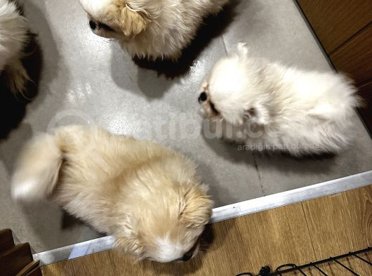 Üç Sevimli Ve Güzel Pomeranian Yavru görsel