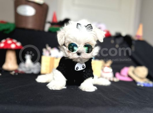 Süslü Maltese Mini Boyut Bebeklerimiz görsel