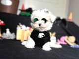 Süslü Maltese Mini Boyut Bebeklerimiz