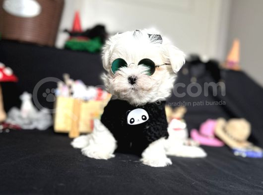 Süslü Maltese Mini Boyut Bebeklerimiz görsel