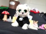 Süslü Maltese Mini Boyut Bebeklerimiz