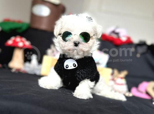 Süslü Maltese Mini Boyut Bebeklerimiz görsel