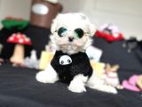 Süslü Maltese Mini Boyut Bebeklerimiz