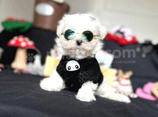 Süslü Maltese Mini Boyut Bebeklerimiz görsel