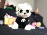 Süslü Maltese Mini Boyut Bebeklerimiz
