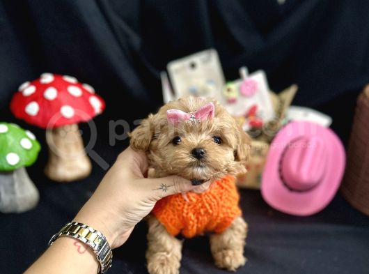 Kore Anne Babadan Maltipoo Yavrular
