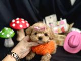 Kore Anne Babadan Maltipoo Yavrular