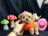 Kore Anne Babadan Maltipoo Yavrular