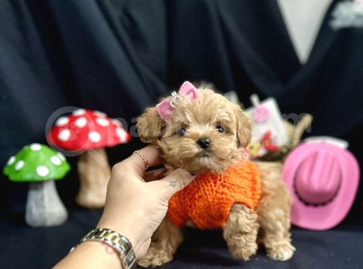 Kore Anne Babadan Maltipoo Yavrular görsel