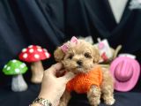 Kore Anne Babadan Maltipoo Yavrular