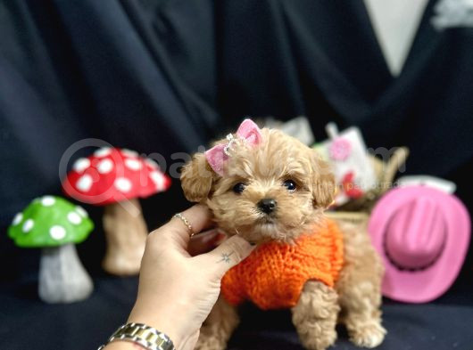 Kore Anne Babadan Maltipoo Yavrular görsel