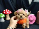 Kore Anne Babadan Maltipoo Yavrular