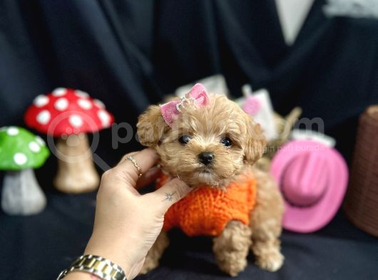Kore Anne Babadan Maltipoo Yavrular görsel