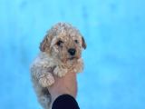 Sağlık Ve Irk Garantili Maltipoo Yavruları