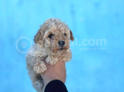 Sağlık Ve Irk Garantili Maltipoo Yavruları görsel