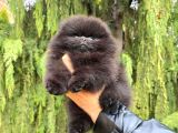 Teddy Bear Pomeranian Boo Garantili Yavrular Karta Taksitle