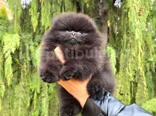 Teddy Bear Pomeranian Boo Garantili Yavrular Karta Taksitle görsel