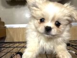 Üç sevimli ve güzel Pomeranian yavru