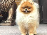 Teddy Bear Pomeranian Boo Garantili Yavrular Karta Taksitle