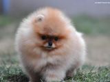 Teddy Bear Pomeranian Boo Garantili Yavrular Karta Taksitle