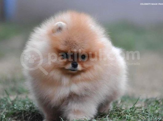 Teddy Bear Pomeranian Boo Garantili Yavrular Karta Taksitle görsel