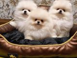Teddy Bear Pomeranian Boo Garantili Yavrular Karta Taksitle