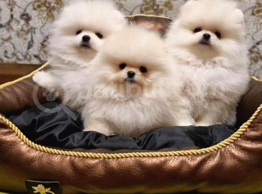 Teddy Bear Pomeranian Boo Garantili Yavrular Karta Taksitle görsel