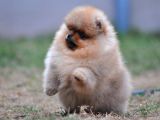 Teddy Bear Pomeranian Boo Garantili Yavrular Karta Taksitle