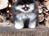 Teddy Bear Pomeranian Boo Garantili Yavrular Karta Taksitle