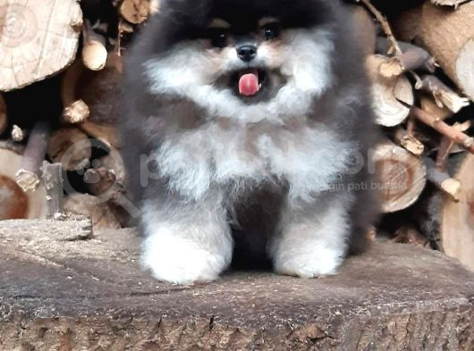 Teddy Bear Pomeranian Boo Garantili Yavrular Karta Taksitle görsel