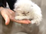 Kraliyet Şıklığında British Longhair Kedileri