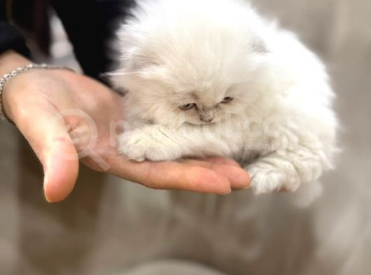 Kraliyet Şıklığında British Longhair Kedileri görsel