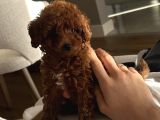 eğitimli dişi toy poodle yavrumuz ailesini bekliyor