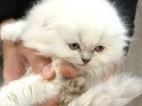 Kraliyet Şıklığında British Longhair Kedileri